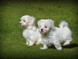Chiots Bichon Maltais &agrave; vendre