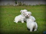 Chiots Bichon Maltais &agrave; vendre