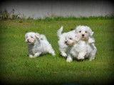 Chiots Bichon Maltais &agrave; vendre