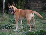 Vicky, magnifique Malinoise de 2 ans à adopter