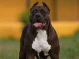 Male American Bully XXL disponible pour saillie