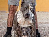 Male American Bully XXL disponible pour saillie