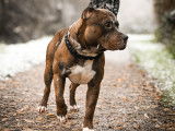 Male American Bully XXL disponible pour saillie