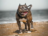 Male American Bully XXL disponible pour saillie