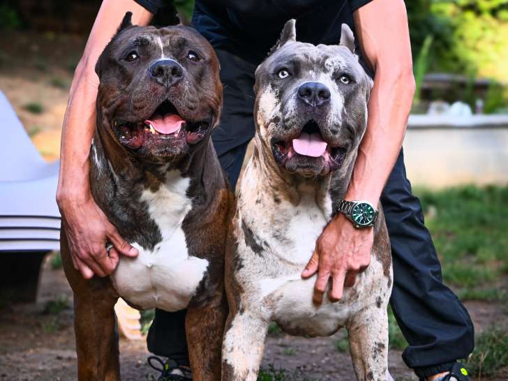 Male American Bully XXL disponible pour saillie
