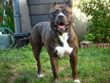 Male American Bully XXL disponible pour saillie