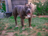 Male American Bully XXL disponible pour saillie