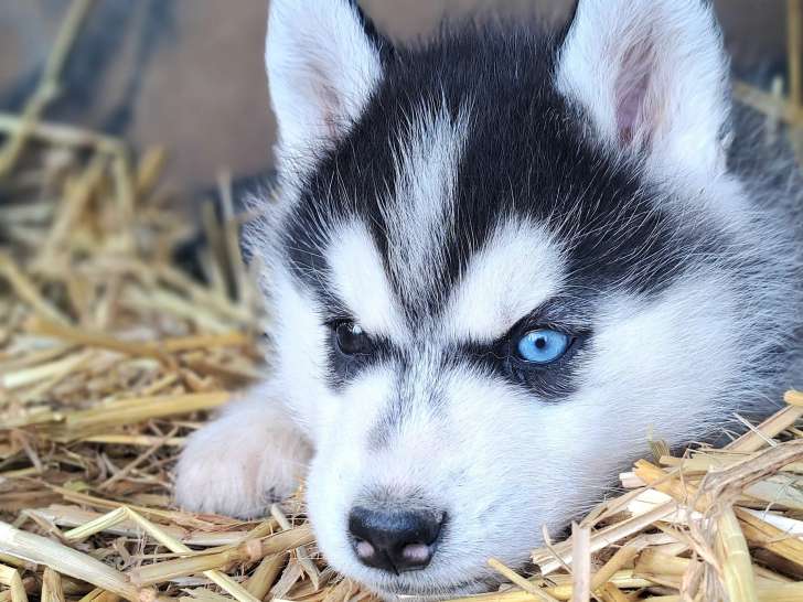 Chiots Husky de Sibérie à réserver