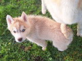 Chiots Husky de Sib&eacute;rie &agrave; r&eacute;server