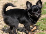 Chiot Chihuahua femelle LOF à vendre