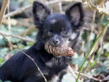 Chiot Chihuahua femelle LOF à vendre