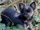Chiot Chihuahua femelle LOF à vendre