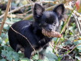 Chiot Chihuahua femelle LOF à vendre