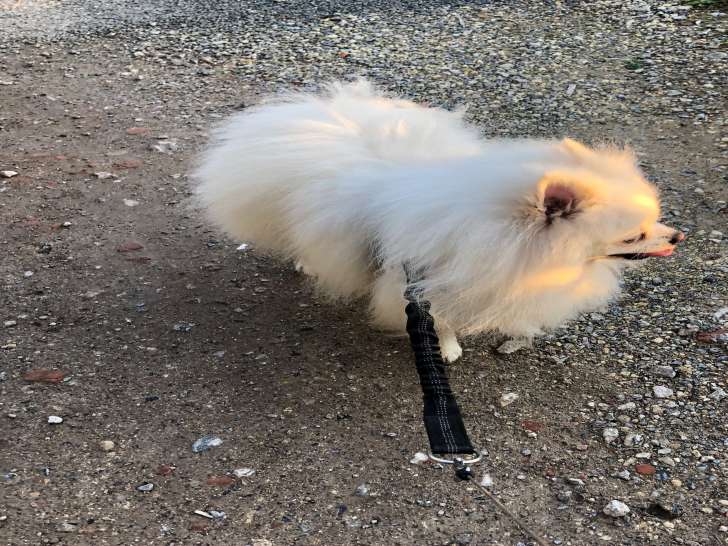Chien Spitz Nain de taille intermédiaire disponible pour saillie