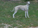 Uryoss, tendre Whippet à vendre