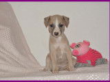 Chiots Whippet LOF &agrave; vendre
