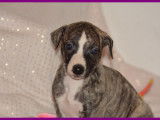 Chiots Whippet LOF &agrave; vendre