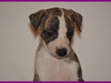 Chiots Whippet LOF &agrave; vendre