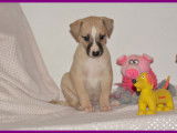 Chiots Whippet LOF &agrave; vendre