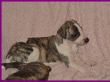 Chiots Whippet LOF &agrave; vendre