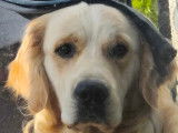 Mâle Golden Retriever LOF non confirmé pour saillie