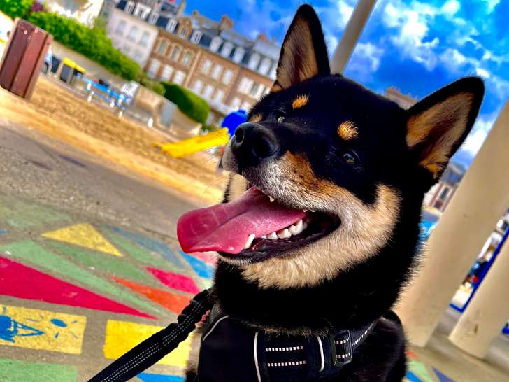 U’Kaîdô Go, mâle Shiba Inu LOF et confirmé disponible pour saillie
