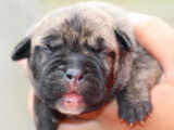 À réserver : 7 chiots Dogues de Majorque LOF