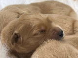 8 chiots Golden Retrievers LOF à réserver