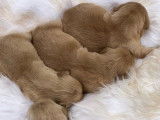 8 chiots Golden Retrievers LOF à réserver