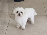 Mâle Bichon Maltais disponible pour saillie