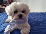 Mâle Bichon Maltais disponible pour saillie