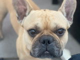 Edgar, mâle Bouledogue Français de 3 ans disponible pour saillie