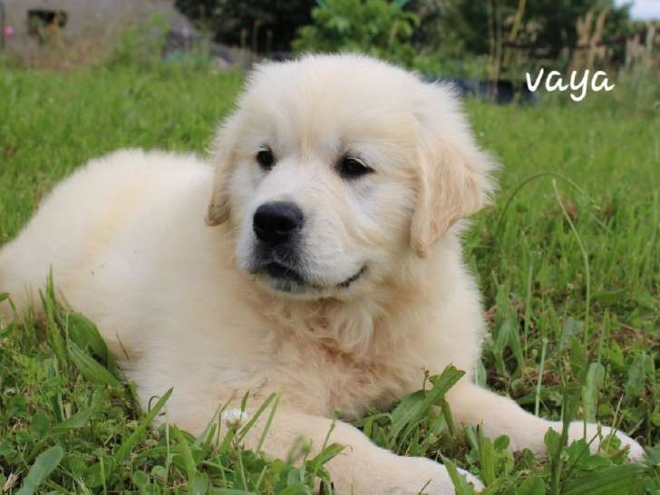 À réserver : 4 chiots Golden Retrievers LOF