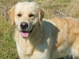 À réserver : 4 chiots Golden Retrievers LOF