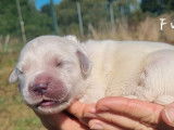 À réserver : 4 chiots Golden Retrievers LOF