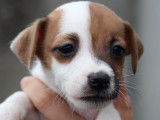7 chiots Jack Russells LOF à réserver