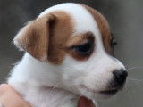 7 chiots Jack Russells LOF à réserver