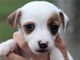7 chiots Jack Russells LOF à réserver