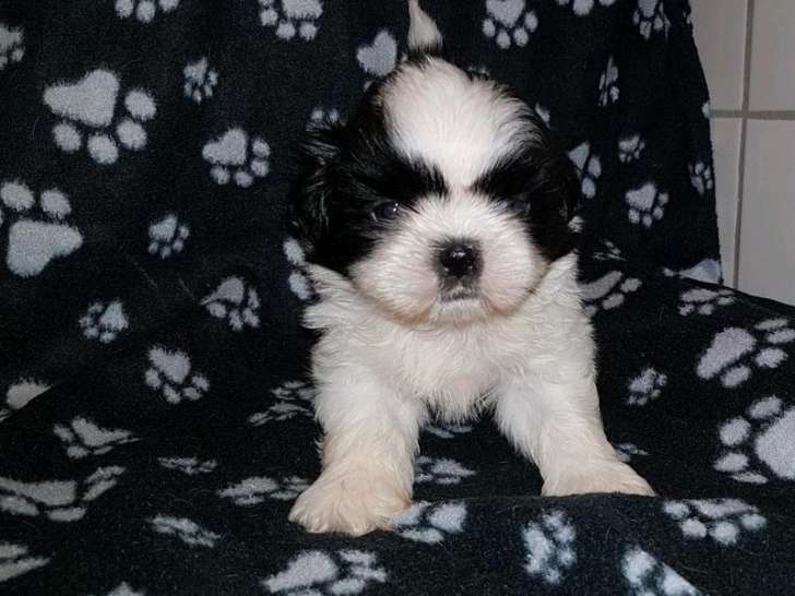 Des chiots Shih Tzu LOF à réserver