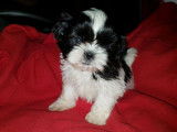 Des chiots Shih Tzu LOF à réserver