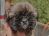 Des chiots Shih Tzu LOF à réserver