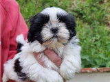 Des chiots Shih Tzu LOF à réserver