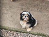 Des chiots Shih Tzu LOF à réserver
