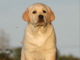 Un chiot mâle Labrador LOF à réserver