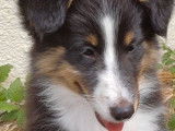 2 chiots Bergers des Shetland LOF &agrave; vendre