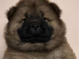 7 chiots Chow-chows LOF disponibles à la réservation