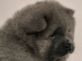 7 chiots Chow-chows LOF disponibles à la réservation