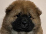 7 chiots Chow-chows LOF disponibles à la réservation