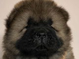 7 chiots Chow-chows LOF disponibles à la réservation