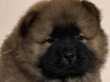 7 chiots Chow-chows LOF disponibles à la réservation